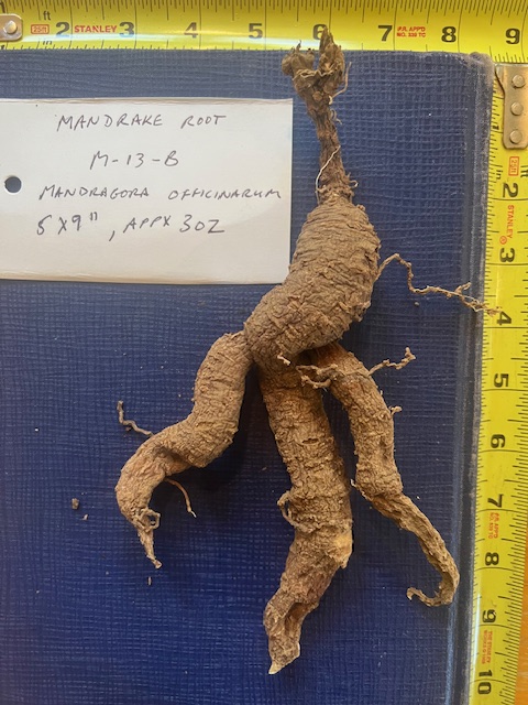 Dried Whole Mandrake Root M_13_B, organic
