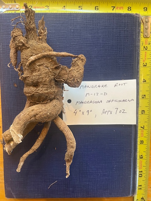 Dried Whole Mandrake Root M_13_D, organic