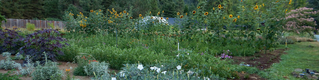 Preview image published by strictlymedicinalseeds.com