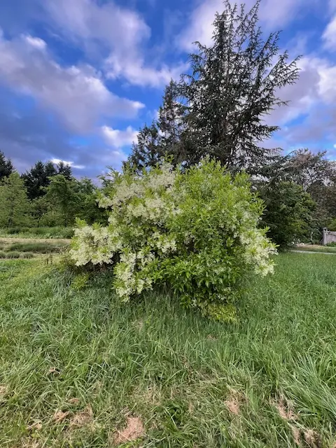 Fringe Tree (Chionanthus virginicus), packet of 10 seeds