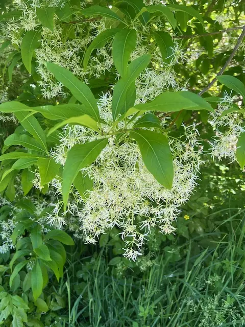 Fringe Tree (Chionanthus virginicus), packet of 10 seeds - Image 4