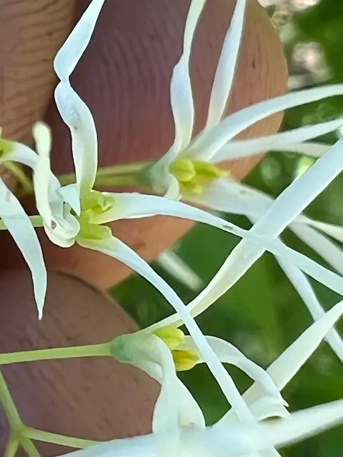 Fringe Tree (Chionanthus virginicus), packet of 10 seeds - Image 3