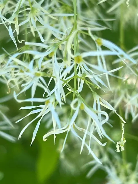 Fringe Tree (Chionanthus virginicus), packet of 10 seeds - Image 5