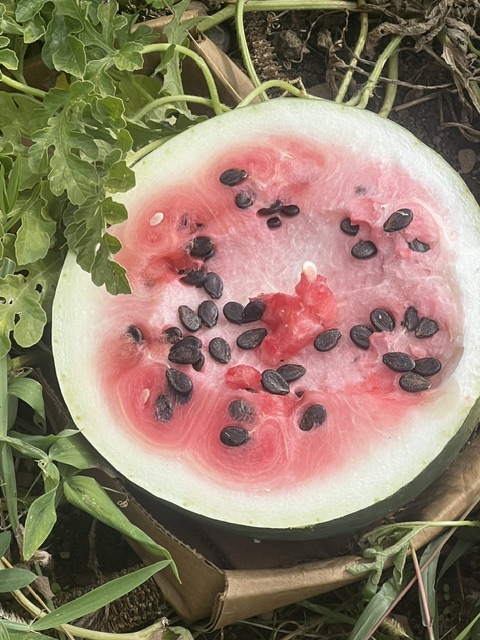 Watermelon, Black Diamond (Citrullus lunatus), packet of 20 seeds, organic - Image 2