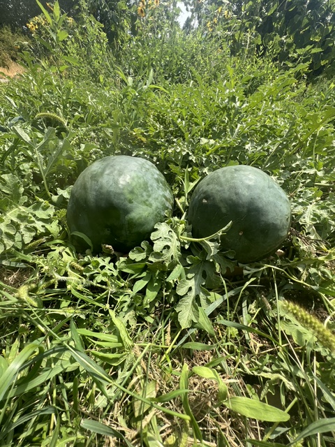 Watermelon, Black Diamond (Citrullus lunatus), packet of 20 seeds, organic - Image 3