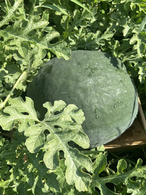 Watermelon, Black Diamond (Citrullus lunatus), packet of 20 seeds, organic