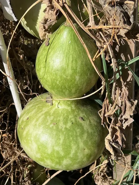Gourd, Bottle (Lagenaria siceraria), packet of 10 seeds, Organic - Image 2