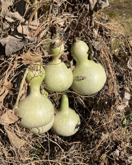 Gourd, Bottle (Lagenaria siceraria), packet of 10 seeds, Organic