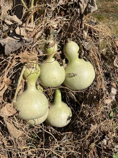 Gourd, Bottle (Lagenaria siceraria), packet of 10 seeds, Organic