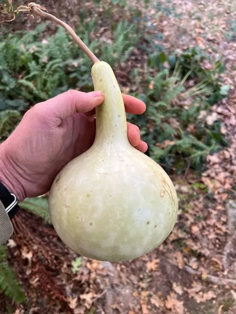 Gourd, Bottle (Lagenaria siceraria), packet of 10 seeds, Organic - Image 3