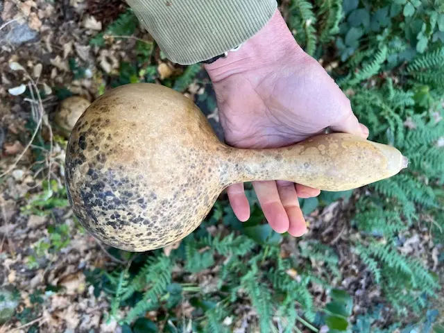 Gourd, Bottle (Lagenaria siceraria), packet of 10 seeds, Organic - Image 4