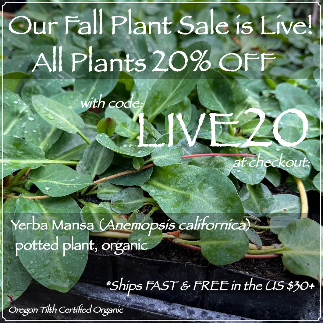 Fall Plant Sale: all plants 20% off with code LIVE20. Yerba Mansa organic potted plant, free US shipping over $30