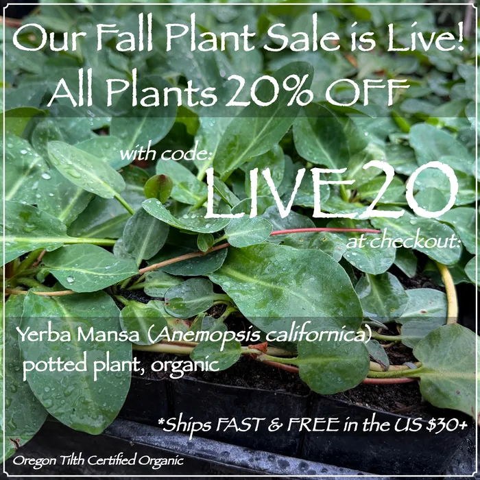 Fall Plant Sale: all plants 20% off with code LIVE20. Yerba Mansa organic potted plant, free US shipping over $30