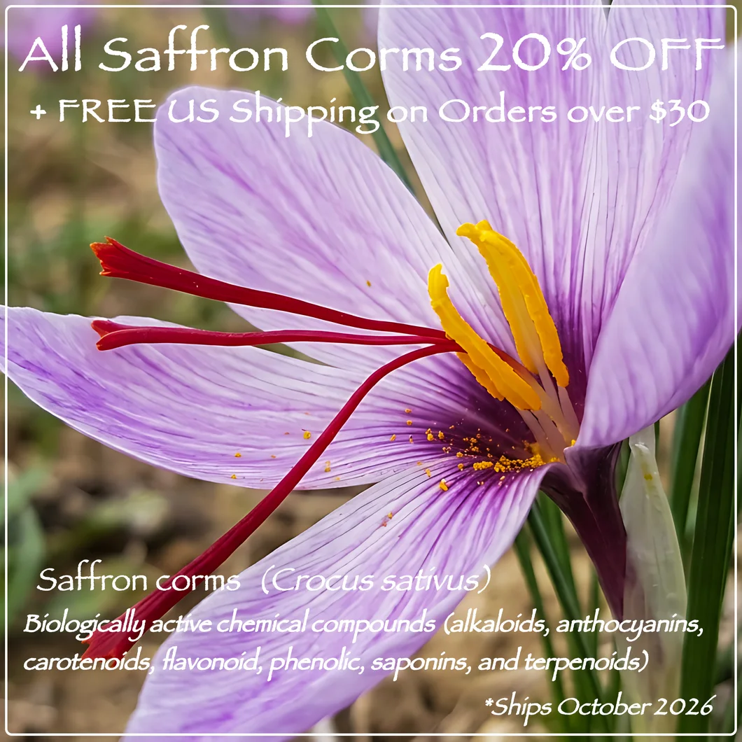 Saffron corms 20% off, free US shipping on orders over $30