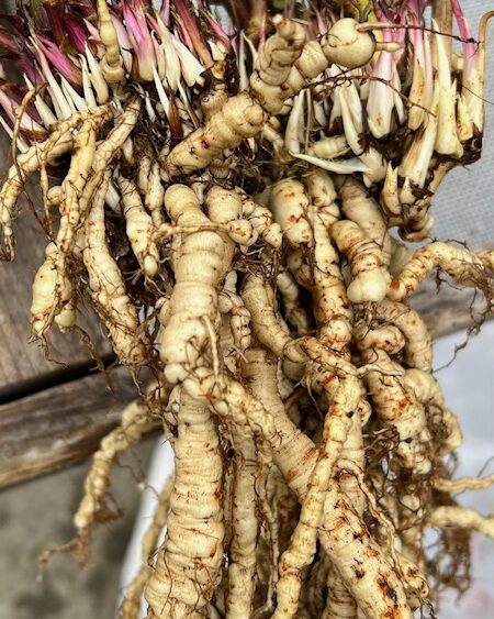 Skirret (Sium sisarum), packet of 30 seeds, Organic