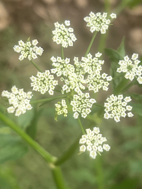 Skirret (Sium sisarum), packet of 30 seeds, Organic