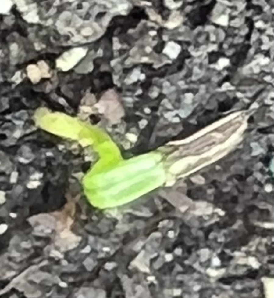 Skirret (Sium sisarum), packet of 30 seeds, Organic - Image 2