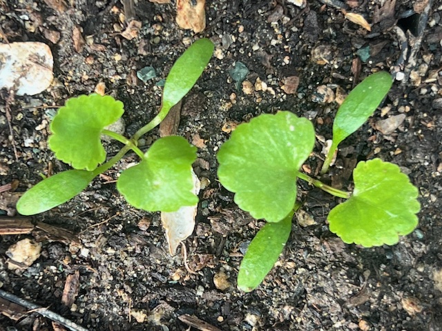 Skirret (Sium sisarum), packet of 30 seeds, Organic - Image 3