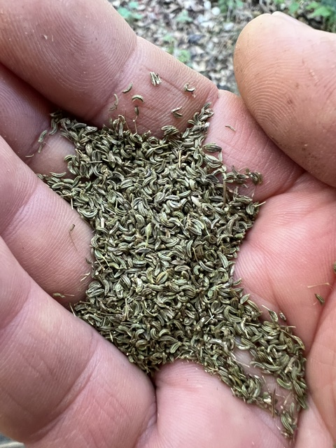 Skirret (Sium sisarum), packet of 30 seeds, Organic - Image 4