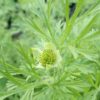 Black Seed (Nigella sativa) seeds, organic - Image 3
