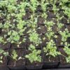 Black Seed (Nigella sativa) seeds, organic - Image 2