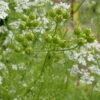 Cilantro (Coriander) (Coriandrum sativum) seeds, organic