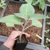 Datura, Moonflower (Datura inoxia) potted plant, organic