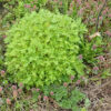 Feverfew (Tanacetum parthenium) seeds, organic