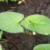 Good King Henry (Chenopodium bonus-henricus), packet of 50 seeds, organic