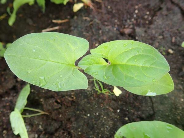 Good King Henry (Chenopodium bonus-henricus), packet of 50 seeds, organic