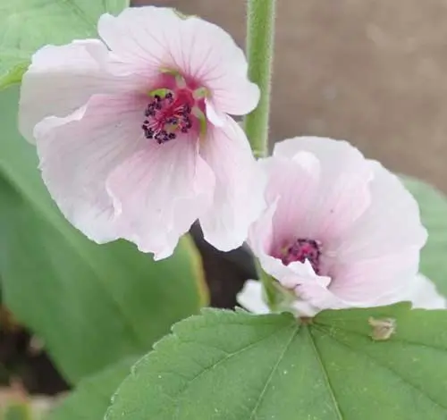 Marshmallow (Althaea officinalis) potted plant, organic - Image 6