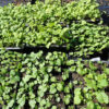 Marshmallow (Althaea officinalis) potted plant, organic