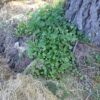 Lettuce, Miner's (Claytonia perfoliata), packet of 50 seeds - Image 2