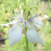 Black Seed (Nigella sativa) seeds, organic