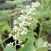 Poke, Domestic (Phytolacca americana) seeds, organic - Image 2