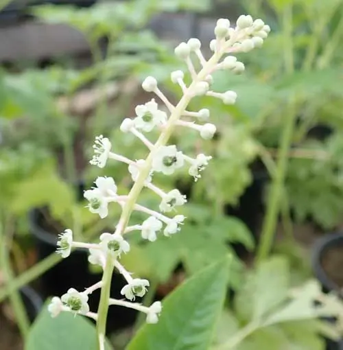 Poke, Domestic (Phytolacca americana) seeds, organic - Image 2