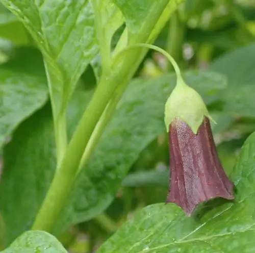 Scopalia (Scopolia carniolica), packet of 20 seeds