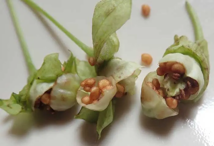 Scopalia (Scopolia carniolica), packet of 20 seeds - Image 4