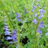 Skullcap Set (3 seed packets): Baikal, Barbat, Official, all organic - Image 4