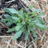 Sorrel, Sheep (Sheep Sorrel) (Rumex acetosella) seeds, organic - Image 4