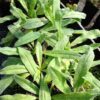Viper's Bugloss (Echium vulgare), potted plant, organic (MT, WA no)