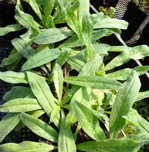 Viper's Bugloss (Echium vulgare) seeds, organic (ID, MT, WA, CANADA no) - Image 4