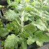 Horehound, White (Marrubium vulgare), packet of 100 seeds, organic