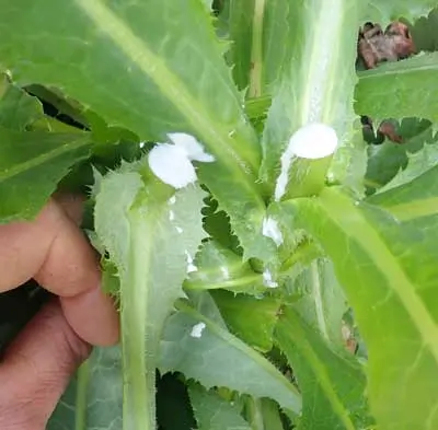 Lettuce, Wild (Wild Lettuce) (Lactuca virosa) seeds, organic - Image 2